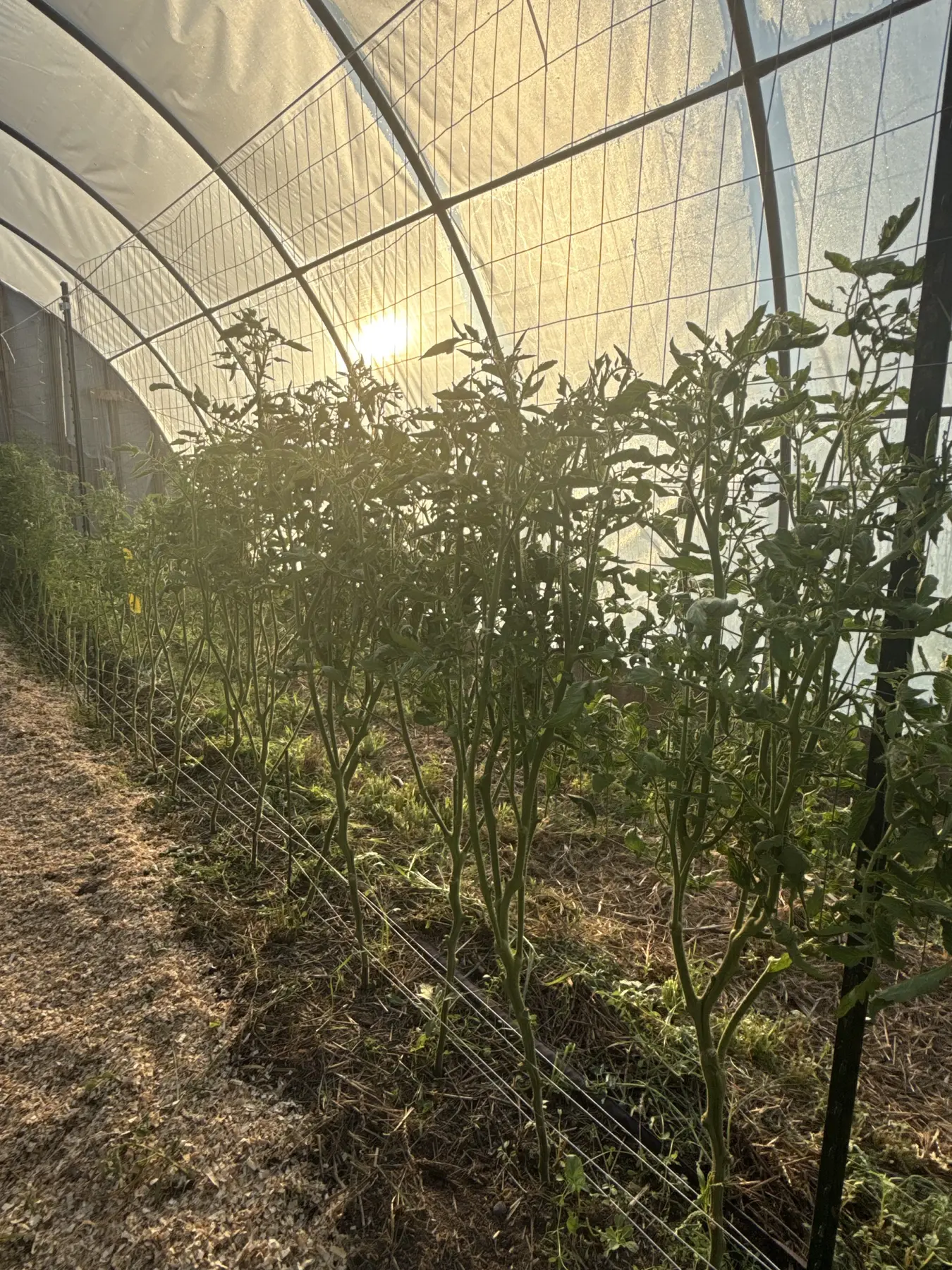 Rows of slicer tomato plants inside the Soil to Soul greenhouse