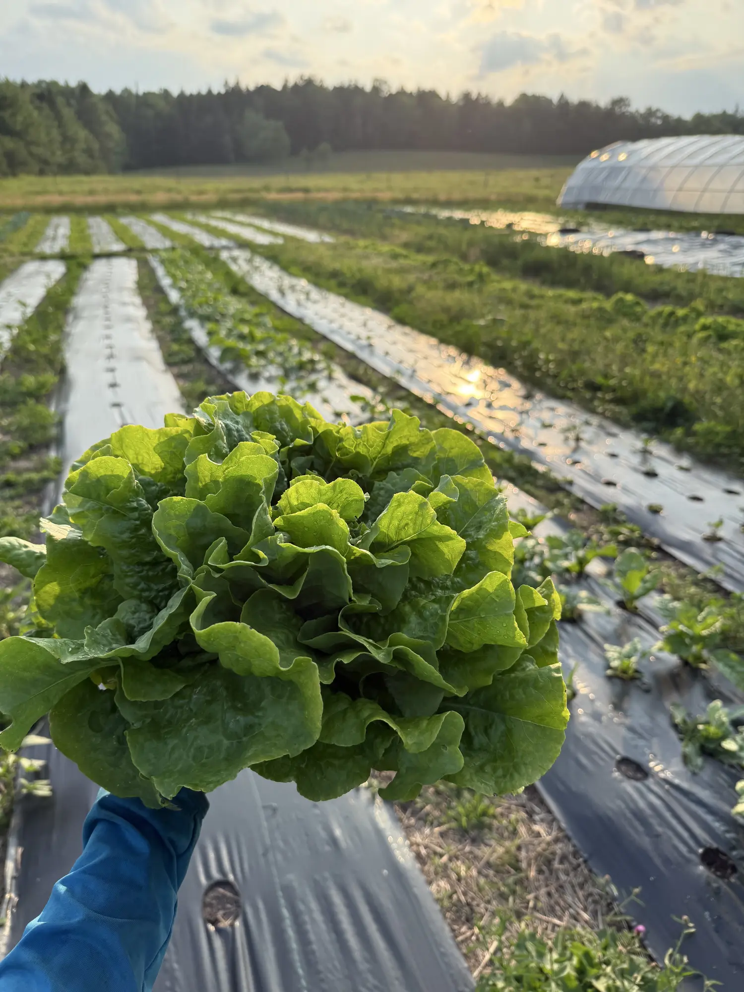 A freshly harvested head of lettuce held above the Soil to Soul fields at sunset