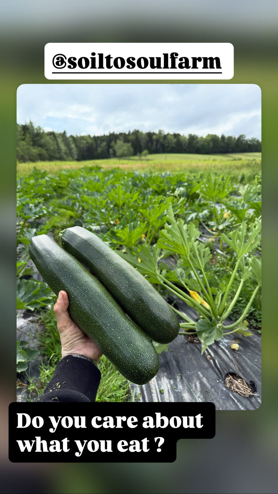 Zucchini growing at Soil to Soul Farm